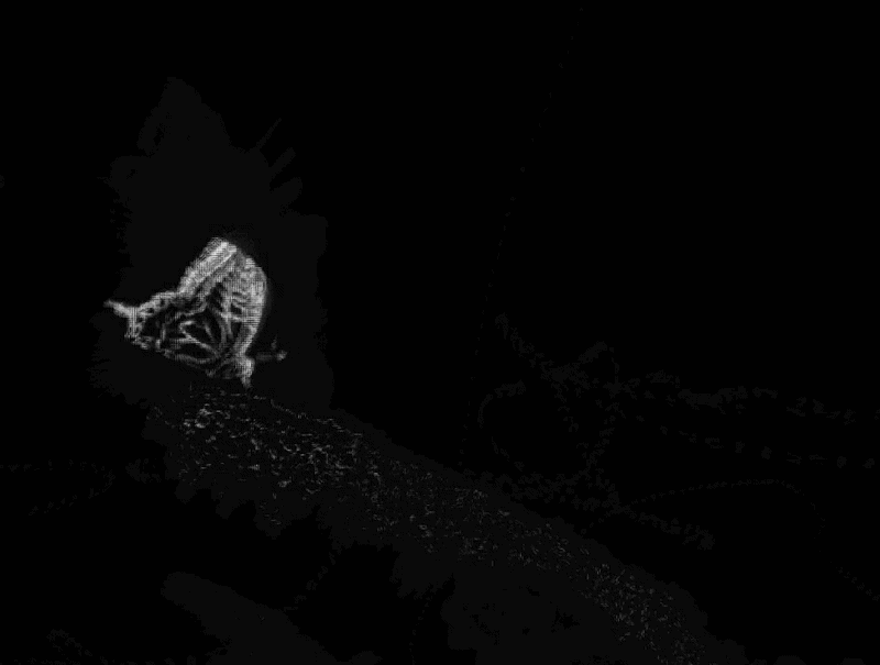 Preview of the change capture effect — a butterfly rendered as flowing motion trails